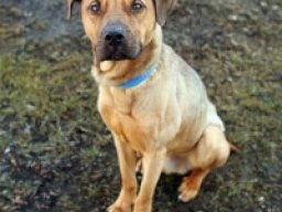shepherd_pit_1_20220603_1296386765